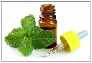 น้ำมัน Mentha Arvensis